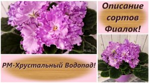 Описание сортов Фиалок! РМ-Хрустальный Водопад!