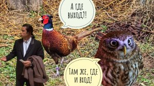 Опять коварный вольер поймал фазана! Следы переступления и борьба с растениями в совешне у сыча Луча