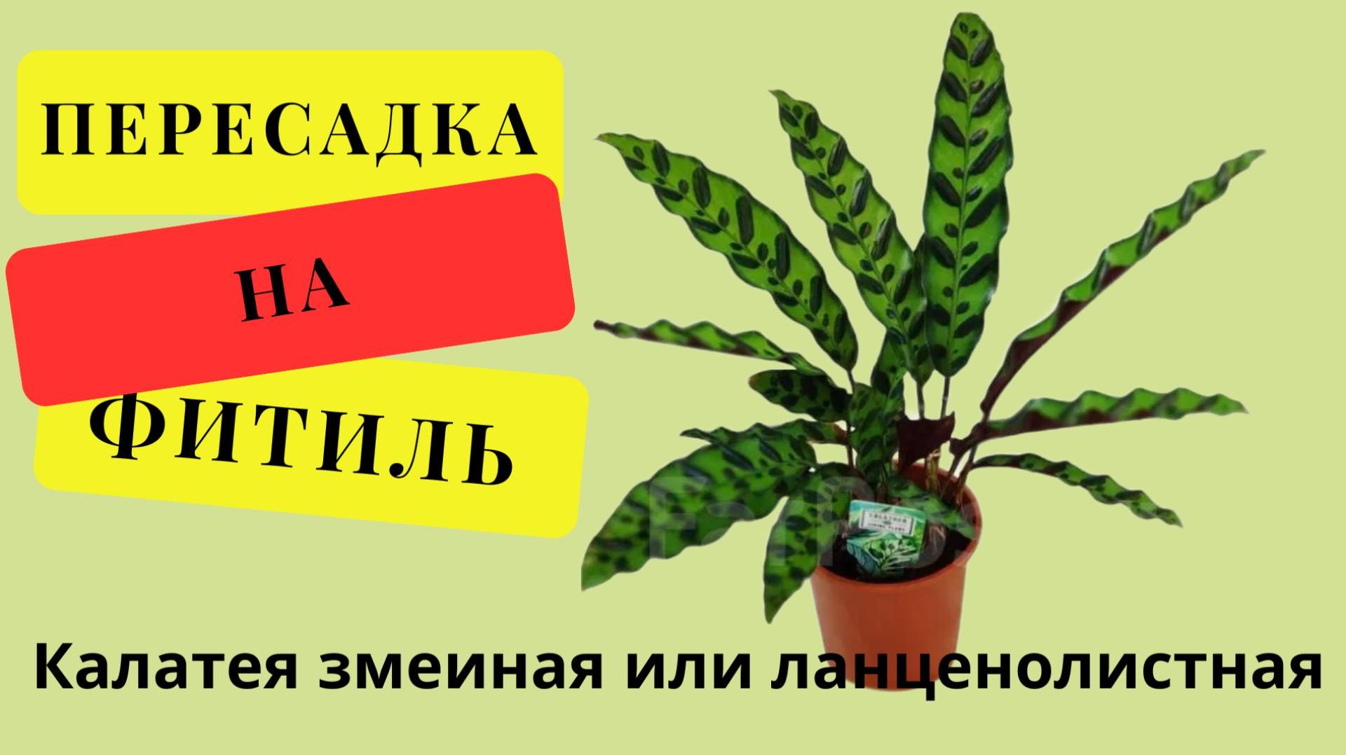 Пересаживаем КАЛАТЕЮ на фитильный полив