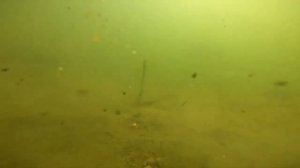 Бешеный клев. Съемка на камеру под водой.