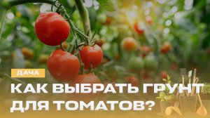 Идеальный грунт для томатов | Растение от 99 болезней! Как травы помогают сохранить здоровье? | Дача