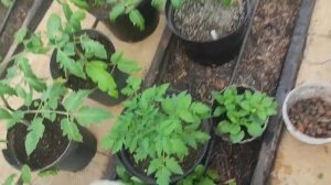 VLOG и в хвост и в гриву лаваш вместо теста. Помидорчики адаптировались. Сгоняли на рыбалку