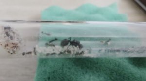 Жизнь муравьёв. 17 серия.