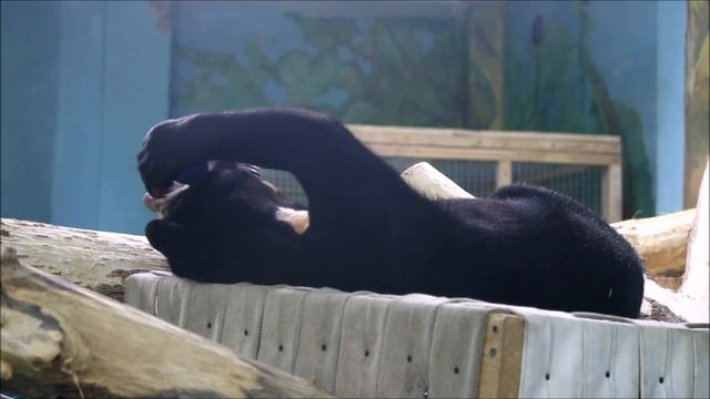 Малайская медведица Миша подошла поздороваться и пошла на гамак играть 09.04.2026