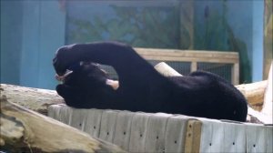 Малайская медведица Миша подошла поздороваться и пошла на гамак играть 09.04.2026