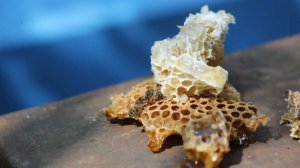 В России сокращается численность пчел