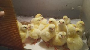 С КОББ 700 ЭТА ПТИЦА НАБИРАЕТ МАССУ ДО 8 кг за 45 ДНЕЙ 9.04.2026г