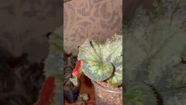 Детки бегоний, которые ждут новый дом.