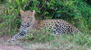 Россия и Китай начали совместную перепись дальневосточных леопардов