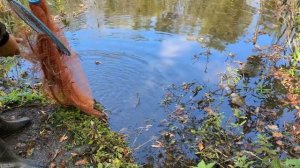 ДВОЙНАЯ РЫБАЛКА на старом пруду - Кастинговая сеть и поисковый магнит