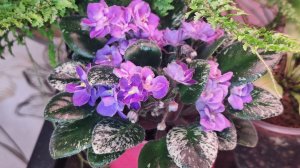 Цветочные антидепрессанты