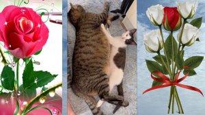 Наблюдение за нежностью котиков друг к другу — это мощный источник умиления.  Любовь....