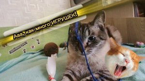 😻 Аксель и море игрушек: весёлый переполох 😸