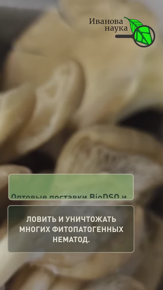 Потратил 1 рубль и обновил всю почву на участке! Мой секретный способ. Дешевый способ очистить землю
