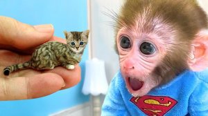 🐵Обезьянка заботится о котятах🐈