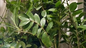 О Житие своём...