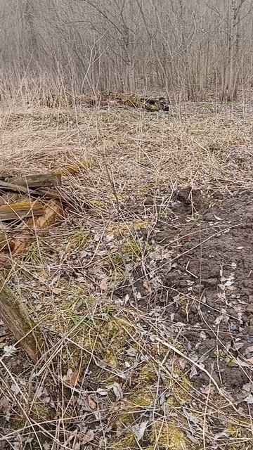 Заброшенный дом в лесу