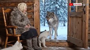 Пожилая женщина спасает замёрзшую и раненую волчицу и её детёнышей