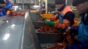 Обработка краба на одном из судов