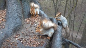 Много голодных белок. Зарисовка