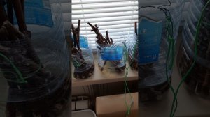 Объявление о планах на продажу саженцев винограда в 2026 году.mp4