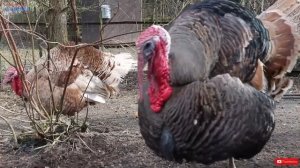 🍿 Домашние животные ДЛЯ ДЕТЕЙ. Учим названия домашних животных. Развивающее видео для детей.