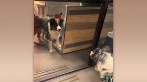 Животные приколы и не только😅