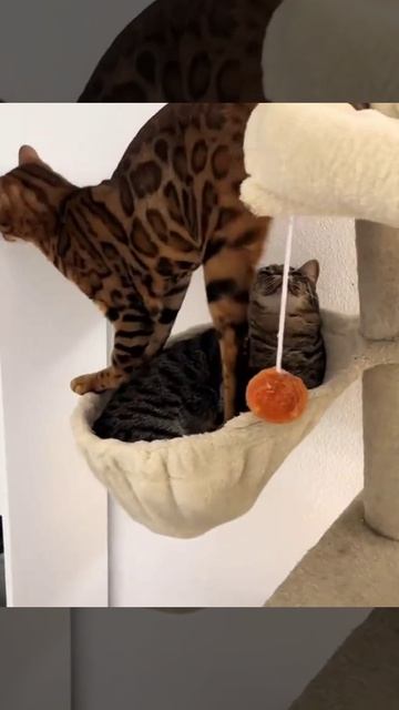 Когда живешь в коммуналке