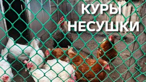 Куры-несушки Чем я кормлю кур с весны до самой зимы и никаких витамин