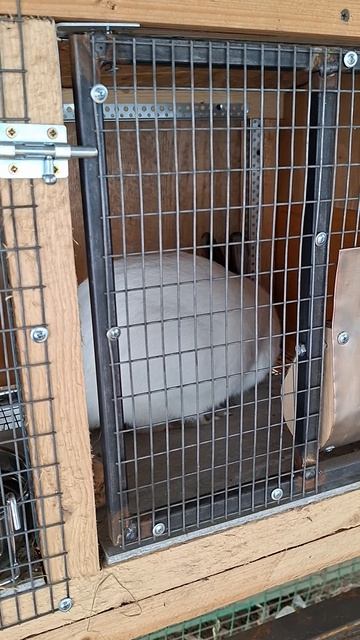 Наши кролики. Пропоили глистогонным #кролики #кролик #кролики_разведение #клеткидлякроликов