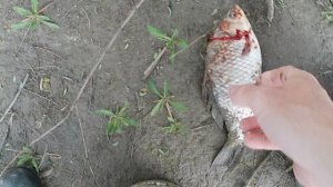 Рыбалка на Кубани вечером