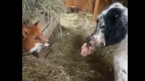 Лиса-Алиса. Честер в гостях у Игниса