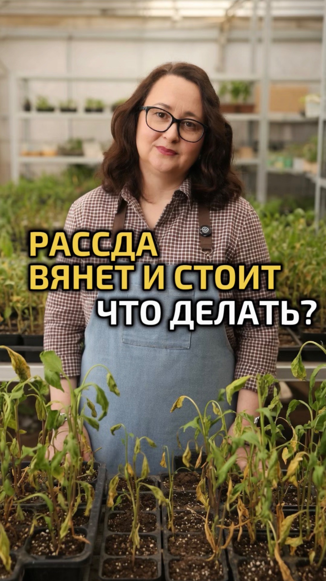 Рассада вянет и стоит. Что делать?