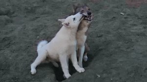 Перед пасхой