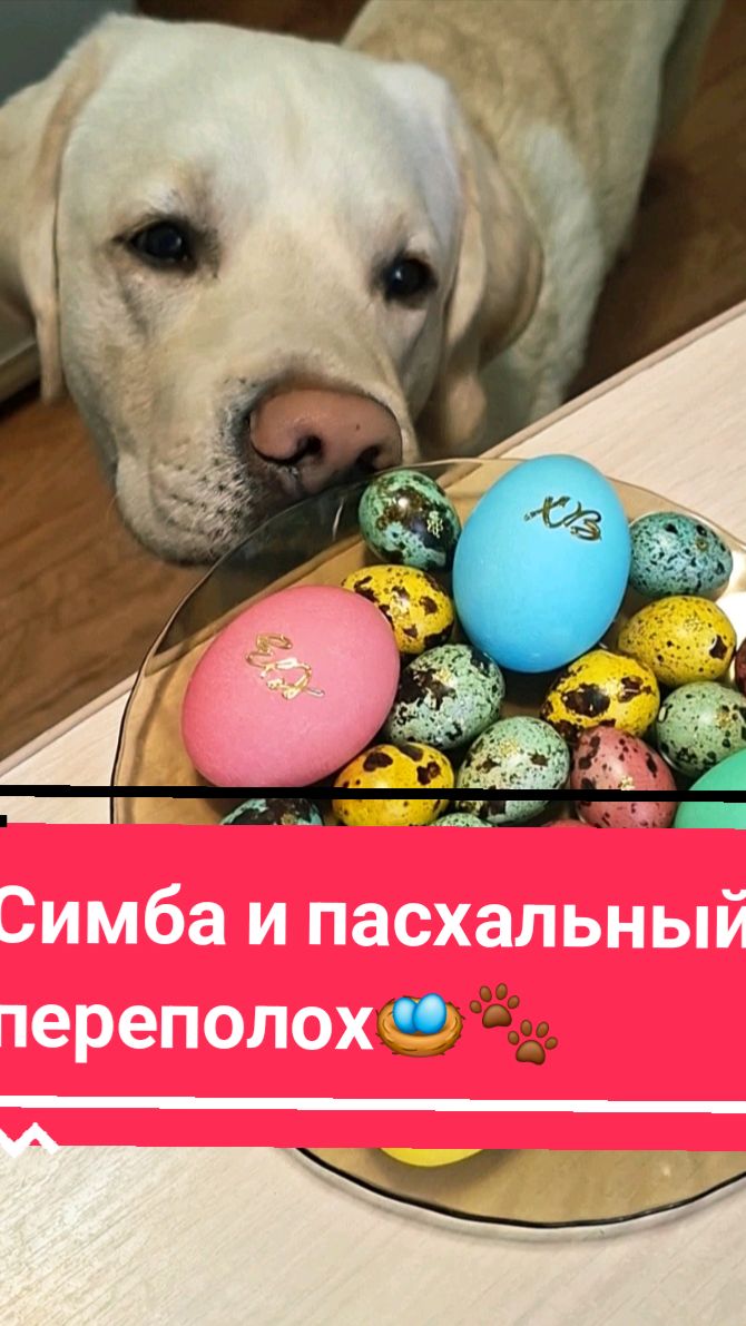 Симба и пасхальный переполох