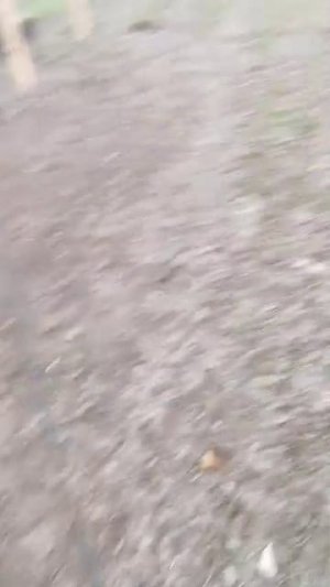 Гуляю с собакой