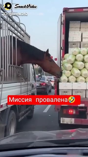 #recommendations #прикол #смехпродлеваетжизнь #юмор