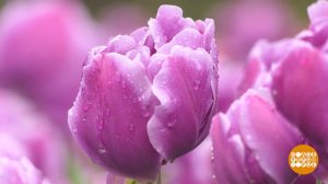 Парад тюльпанов: равнение на красоту! Доброе утро. Суббота. Фрагмент выпуска от 11.04.2026