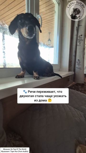 Небольшой отдых нужен всем 🐾

#лапкитут #питомцы #отдыхатьнеработать #выходные #собаки #кошка #коман