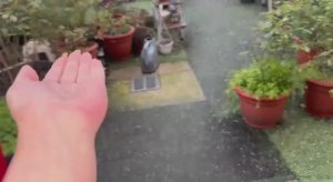 Все цветет и такой град на нас обрушился, надеемся что не сильно навредит.