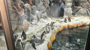 Москва 01 августа 2025 года Московский зоопарк