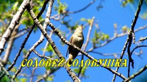 СОЛОВЕЙ-СОЛОВУШКА - стихи: Константин Батурин, музыка: Наталья Первина, вокал: Любовь Великанова