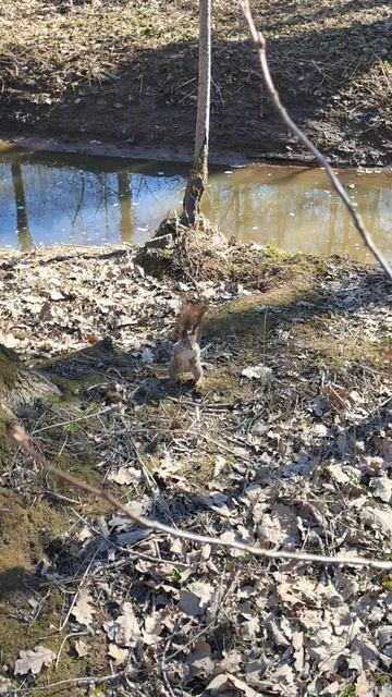 Белка в весеннем Шуваловском парке Санкт-Петербурга.