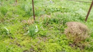 У нас весна вовсю идёт!