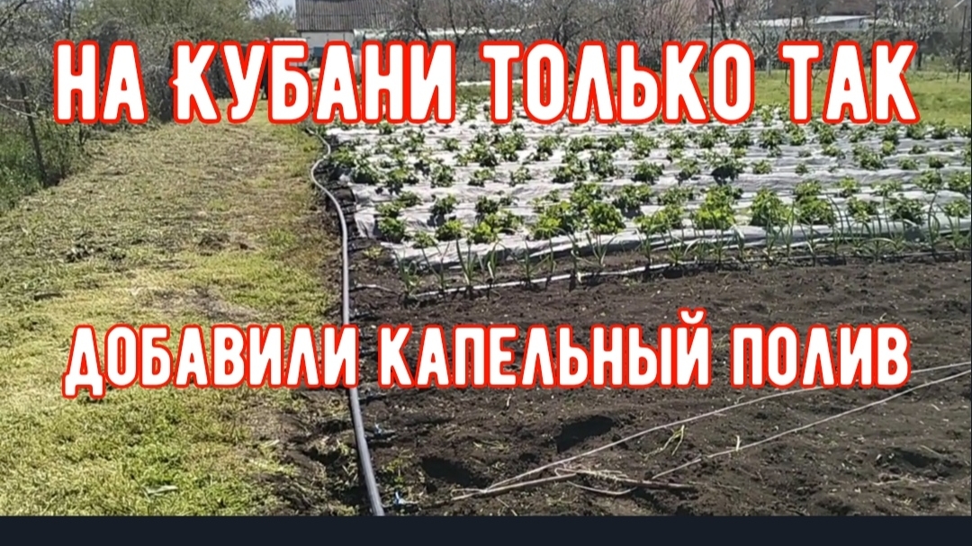 227🏡Заменили замок/Добавили капельный полив/Временный забор/Колеусы