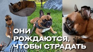 ЖАЛЕЮ, ЧТО ЗАВЕЛА? Плата за милоту французского бульдога | Вся правда