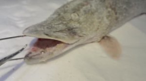 Магия весеннего клева. Два трофея.