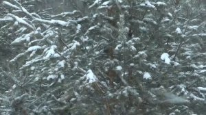 Красивая природа в зимнем лесу. Снег идёт.