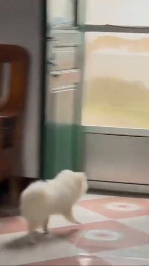 Клип @meowtaverse