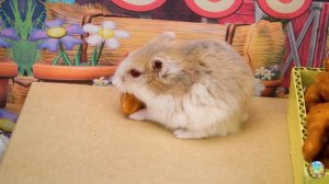 Умный хомяк преодолевает полезный и веселый лабиринт! 2 часть